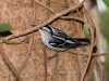 Black-and-white Warbler