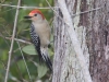 Red-bellied Woodpecker