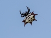 Spiny-backed Orb-weaver