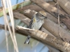 Yellow-rumped Warbler