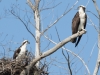 Osprey