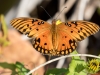 Gulf Fritillary