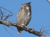 Great Horned Owl