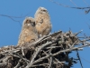 Great Horned Owl