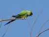 Nanday Parakeet