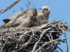 Great Horned Owl