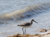 Willet