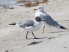Laughing Gull and Ring-billed Gull