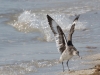 Willet