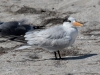 Royal Tern