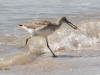 Willet