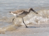 Willet