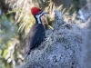 Pileated Woodpecker