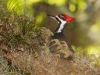 Pileated Woodpecker