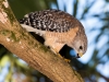 Red-shouldered Hawk