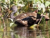 Limpkin