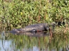 American Alligator