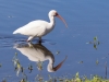 White Ibis