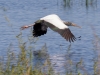 Wood Stork