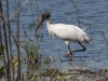 Wood Stork