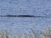 American Alligator