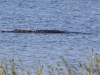 American Alligator