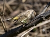 Palm Warbler