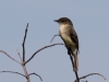 Eastern Phoebe