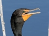 Double-crested Cormorant