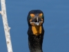 Double-crested Cormorant