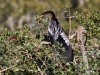 Anhinga