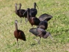 Glossy Ibis