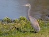 Tricolored Heron