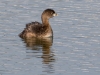 Pied-billed Grebe