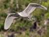 Black-crowned Night Heron