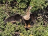 Anhinga