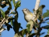 Blue-headed Vireo