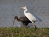 Cattle Egret and Glossy Ibis