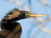 Anhinga