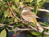 Palm Warbler