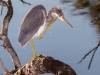 Tricolored Heron