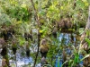 Cypress Knees