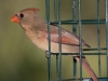 Northern Cardinal