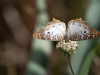 White Peacock