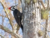 Pileated Woodpecker