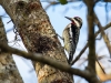 Yellow-bellied Sapsucker