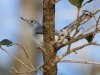 Blue-gray Gnatcatcher