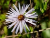 Climbing Aster