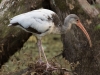 White Ibis