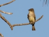 Eastern Phoebe